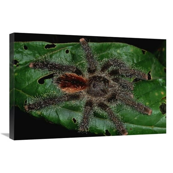 20 x 30 in. Tarantula Juvenile, Rio Momon, Peru Art Print - Mark Moffett