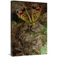 thumbnail image 1 of 20 x 30 in. Tarantula Touching A Giant Katydid, Rio Momon, Peru Art Print - Mark Moffett, 1 of 1