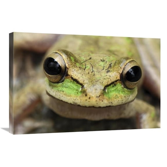 20 x 30 in. Tarraco Treefrog Portrait, Colombia. Sequence 2 of 2 Art Print - Thomas Marent