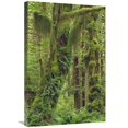 thumbnail image 1 of 20 x 30 in. Temperate Rainforest, Queets River Valley, Olympic National Park, Washington Art Print - Gerry Ellis, 1 of 1