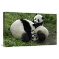 thumbnail image 1 of 20 x 30 in. Three Young Pandas Playing, Wolong Nature Reserve, China Art Print - Katherine Feng, 1 of 1