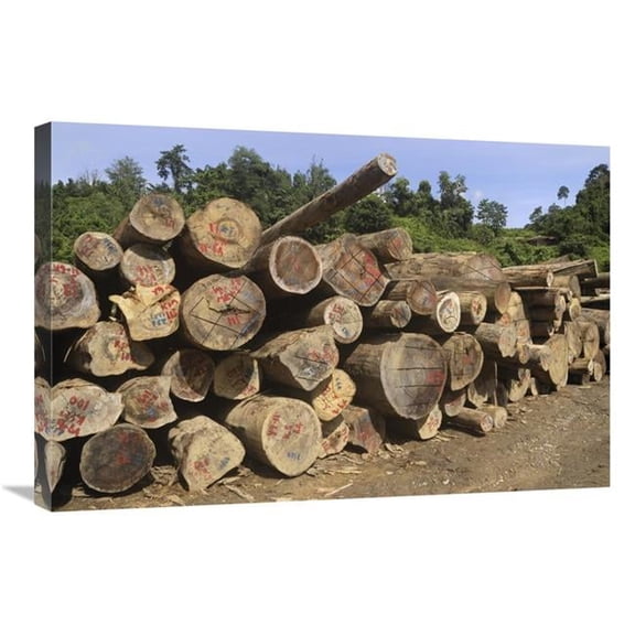 20 x 30 in. Timber At A Logging Area, Danum Valley Conservation Area, Borneo, Malaysia Art Print - Thomas Marent