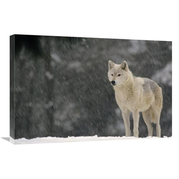 20 x 30 in. Timber Wolf Female Portrait, Temperate North America Art Print - Gerry Ellis
