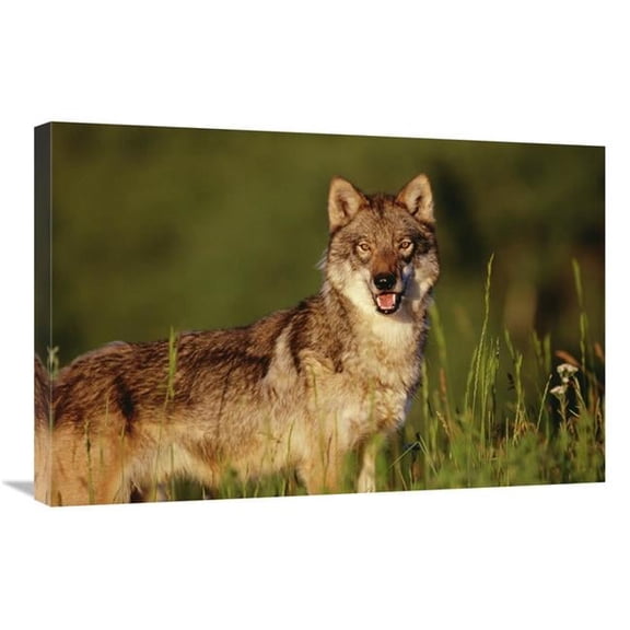 20 x 30 in. Timber Wolf Portrait, North America Art Print - Tim Fitzharris