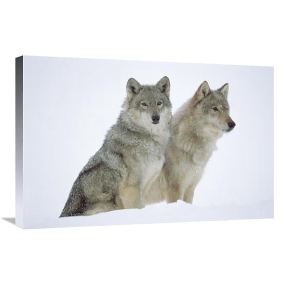 20 x 30 in. Timber Wolf Portrait of Pair Sitting in Snow, North America Art Print - Tim Fitzharris