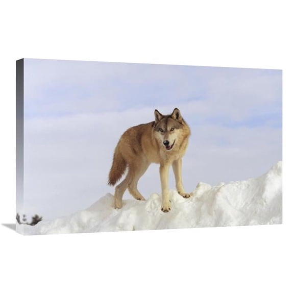 20 x 30 in. Timber Wolf Standing At the Top of A Snow Bank, Montana Art Print - Tim Fitzharris