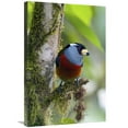 thumbnail image 1 of 20 x 30 in. Toucan Barbet, Ecuador Art Print - Steve Gettle, 1 of 1