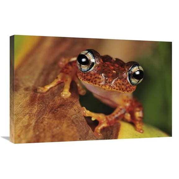 20 x 30 in. Tree Frog Portrait, Andasibe-Mantadia National Park, Madagascar Art Print - Thomas Marent