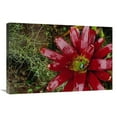 thumbnail image 1 of 20 x 30 in. Tufted Airplant & Spanish Moss, La Planada Reserve, Colombia Art Print - Mark Moffett, 1 of 1