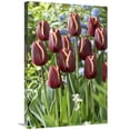thumbnail image 1 of 20 x 30 in. Tulip Key West Variety Flowers Art Print - Visionspictures, 1 of 1
