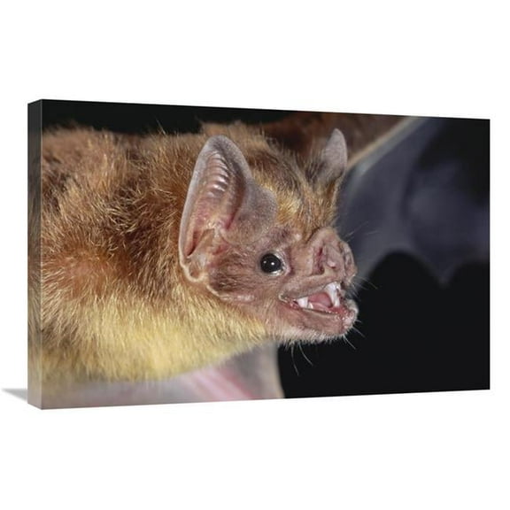 20 x 30 in. Vampire Bat Portrait, Costa Rica Art Print - Michael & Patricia Fogden