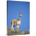 thumbnail image 1 of 20 x 30 in. Vicuna Portrait, Pampa Galeras Nature Reserve, Peru Art Print - Tui De Roy, 1 of 1