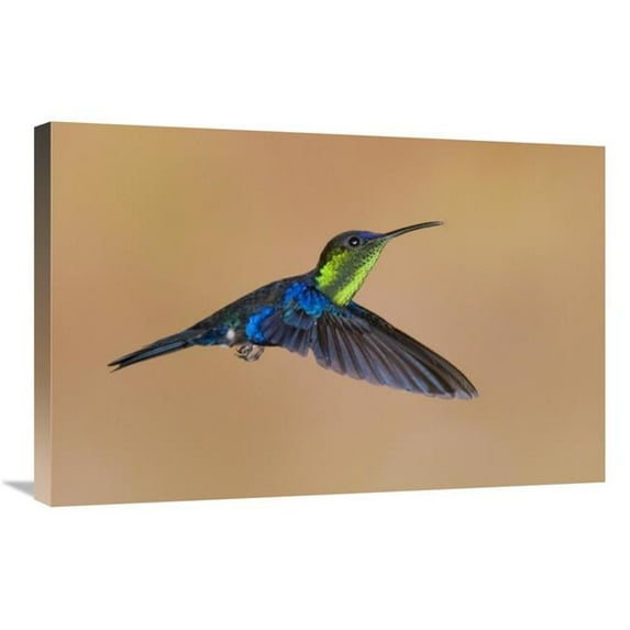 20 x 30 in. Violet-Crowned Woodnymph Hummingbird Male Flying, Costa Rica Art Print - Steve Gettle