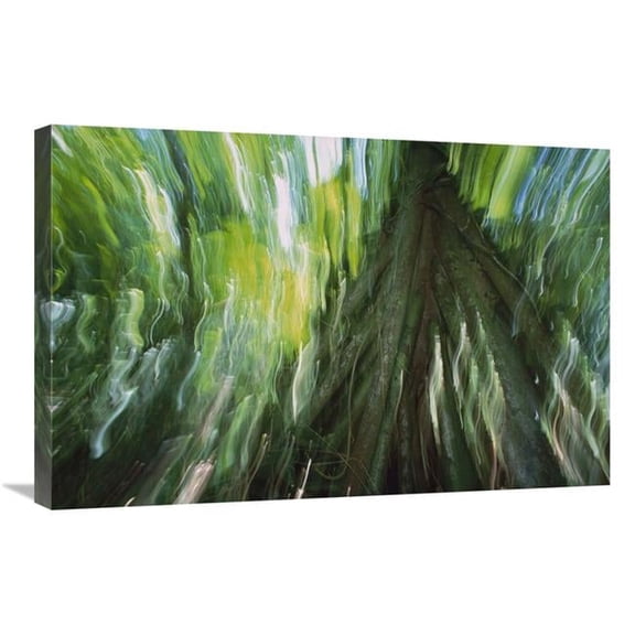 20 x 30 in. Walking Palm Showing Stilt Roots, with Abstract Rainforest Patterns, Barro Colorado Island, Panama Art Print - Christian Ziegler