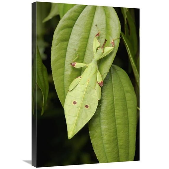 20 x 30 in. Walking Stick Juvenile Camouflaged on Leaf, Sarawak, Borneo, Malaysia Art Print - Chien Lee