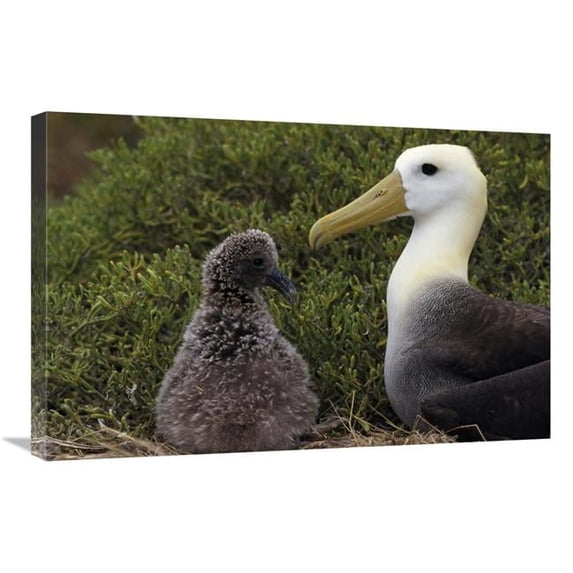 20 x 30 in. Waved Albatross Guarding Young Chick, Galapagos Islands, Ecuador Art Print - Tui De Roy