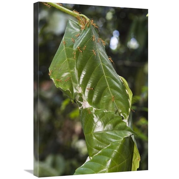 20 x 30 in. Weaver Ant Nest in Rainforest, Havelock Island, India Art Print - Konrad Wothe