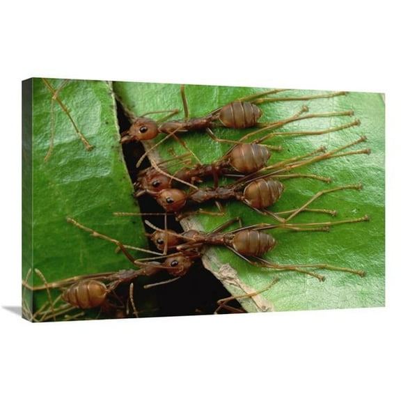 20 x 30 in. Weaver Ants Group Hold Adjacent Leaf & Stem with Mandibles & Toes, Malaysia Art Print - Mark Moffett