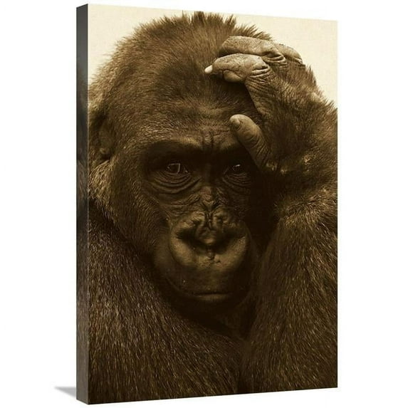 20 x 30 in. Western Lowland Gorilla with Hand on Head, Native to Africa - Sepia Art Print - San Diego Zoo