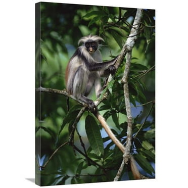 20 x 30 in. Western Red Colobus Sitting in Tree, Zanzibar Art Print - Konrad Wothe