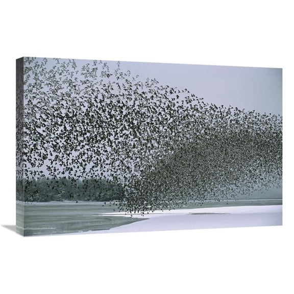 20 x 30 in. Western Sandpiper Flock Migrating, Spring, Copper River Delta Alaska Art Print - Michael Quinton