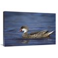 thumbnail image 1 of 20 x 30 in. White-Cheeked Pintail Male in Salt Lagoon, Galapagos Islands Art Print - Tui De Roy, 1 of 1