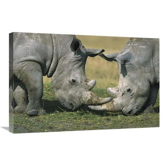 20 x 30 in. White Rhinoceros Close-Up of Two Fighting, Kenya Art Print - Martin Withers