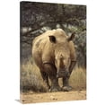 thumbnail image 1 of 20 x 30 in. White Rhinoceros Female, Lewa Wildlife Conservancy, Kenya Art Print - Gerry Ellis, 1 of 1