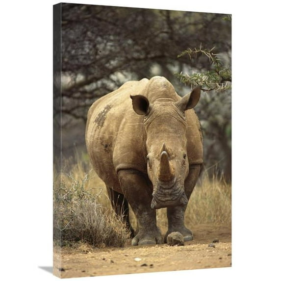 20 x 30 in. White Rhinoceros Female, Lewa Wildlife Conservancy, Kenya Art Print - Gerry Ellis