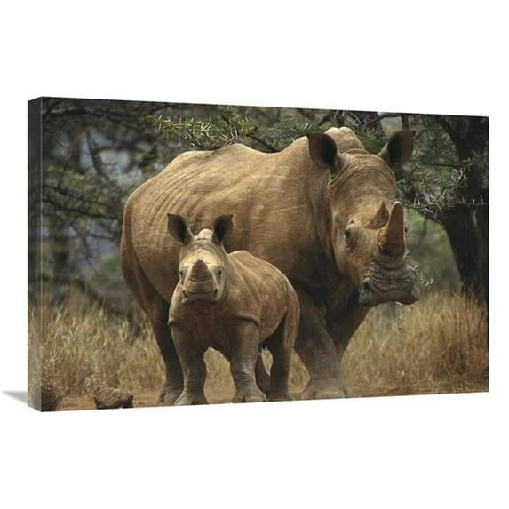 20 x 30 in. White Rhinoceros Mother with Baby, Lewa Wildlife Conservancy, Kenya Art Print - Gerry Ellis