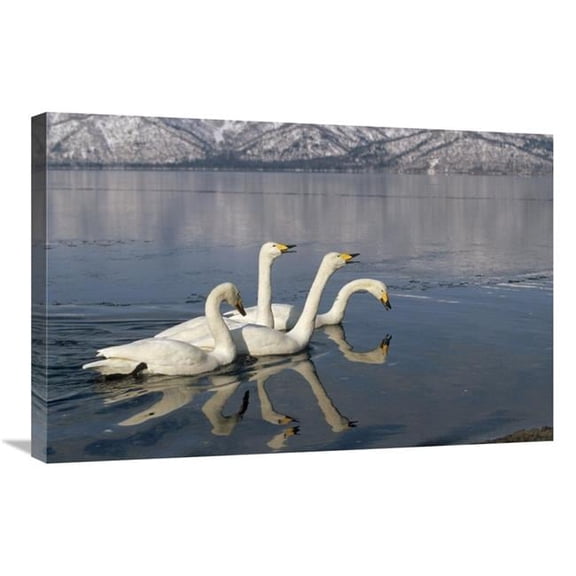 20 x 30 in. Whooper Swan Group on Icy Lake, Kussharo-Ko, Hokkaido, Japan Art Print - Konrad Wothe