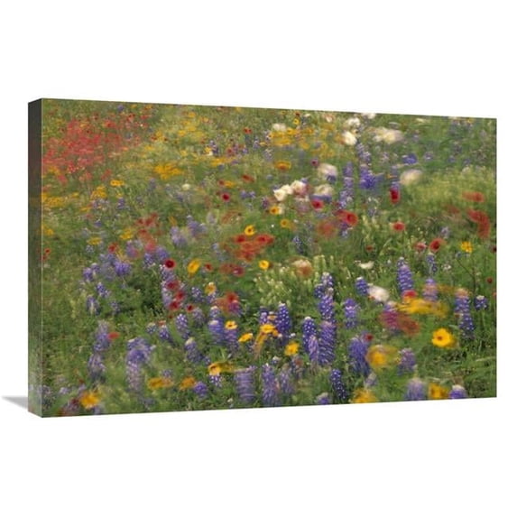 20 x 30 in. Wildflowers Blowing in the Wind, Hill Country, Texas Art Print - Tim Fitzharris