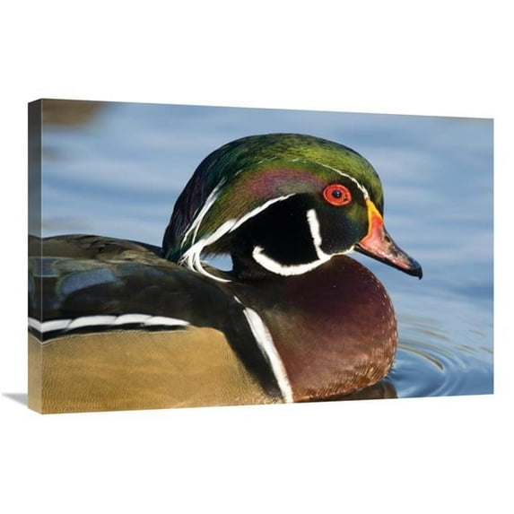 20 x 30 in. Wood Duck Male in Breeding Plumage, North Chagrin Reservation, Ohio Art Print - Steve Gettle