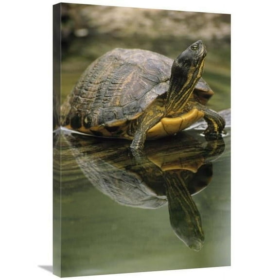 20 x 30 in. Yellow-Bellied Slider Turtle, Portrait, in Water, North America Art Print - Gerry Ellis