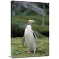 thumbnail image 1 of 20 x 30 in. Yellow-Eyed Penguin Albino Portrait, Enderby Island, New Zealand Art Print - Konrad Wothe, 1 of 1