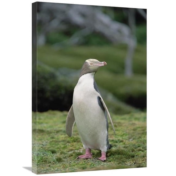 20 x 30 in. Yellow-Eyed Penguin Albino Portrait, Enderby Island, New Zealand Art Print - Konrad Wothe