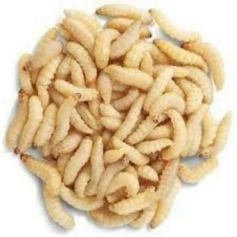 200- 225 Count Live Wax Worms Pet Reptile Food & Fishing Bait