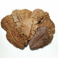 thumbnail image 1 of 200 3''-4'' Indian Almond Leaves for Freshwater Shrimp, Bettas, Discus Tropical Fish Aquariums & Terrariums…500 Count, 1 of 2