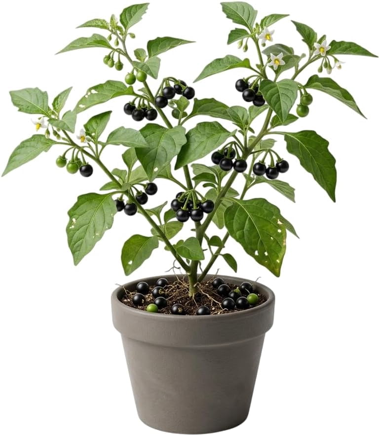 200 American Black Nightshade Seeds, Solanum Americanum, Hierba Mora ...
