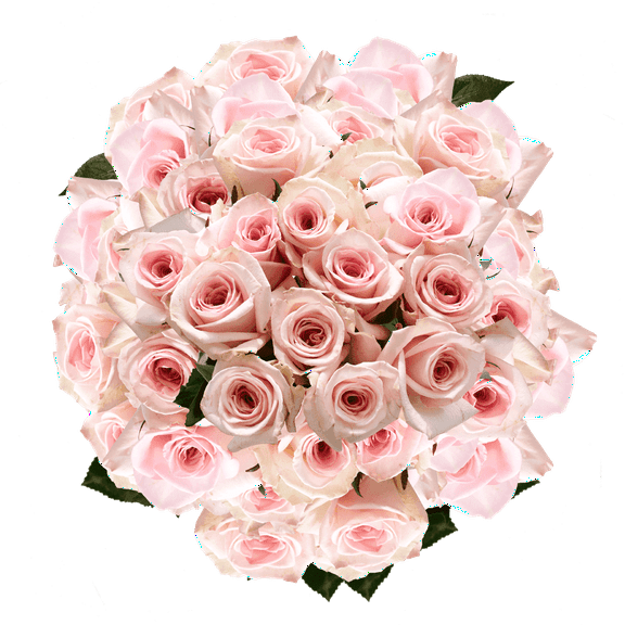 200 Assorted Pink Roses- Beautiful Fresh Cut Flowers- Express Delivery