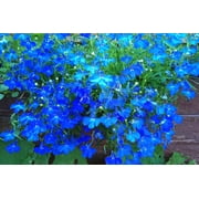 200 BLUE SAPPHIRE LOBELIA Erinus Trailing for Planters or Groundcover Flower Seeds