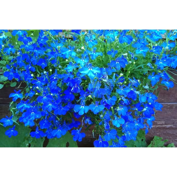 200 BLUE SAPPHIRE LOBELIA Erinus Trailing for Planters or Groundcover Flower Seeds