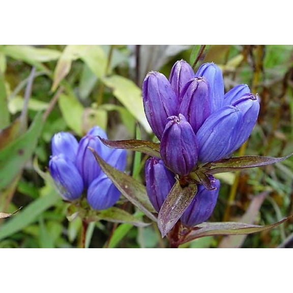 200 BOTTLE GENTIAN (Closed or Blind Gentian / Cloistered Heart) Gentiana Andrewsii Flower Seeds
