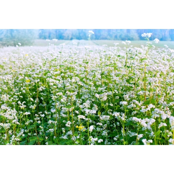 200 Organic BUCKWHEAT Fagopyrum Esculentum Grain Cover Crop Ground Cover Flower Vegetable Seeds