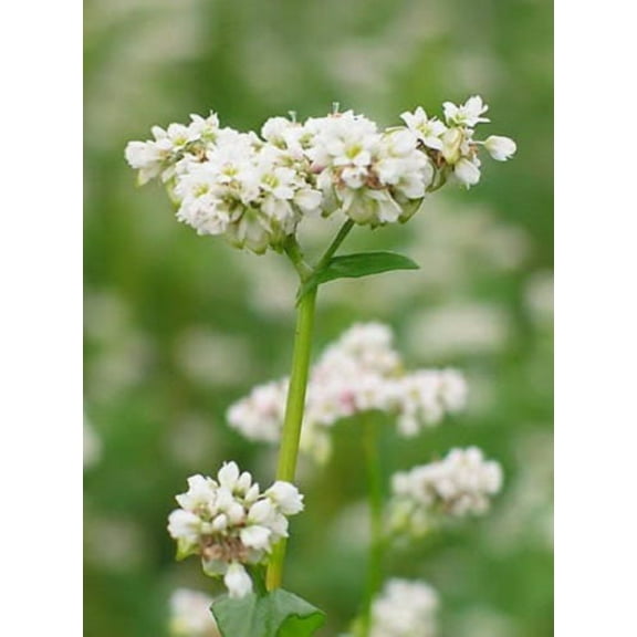 200 Organic BUCKWHEAT Fagopyrum Esculentum Grain Cover Crop Ground Cover Flower Vegetable Seeds