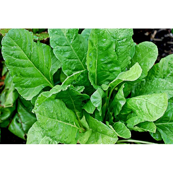 200 Bloomsdale Spinach Seeds - Non-GMO - Heirloom Spinach
