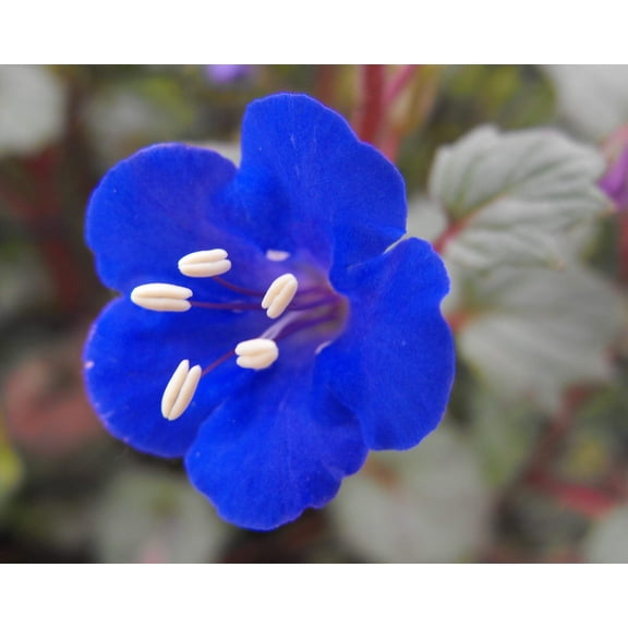 200 CALIFORNIA BLUEBELL (Wild Canterbury Bells / Desert Blue Bell) Phacelia Campanularia Flower Seeds