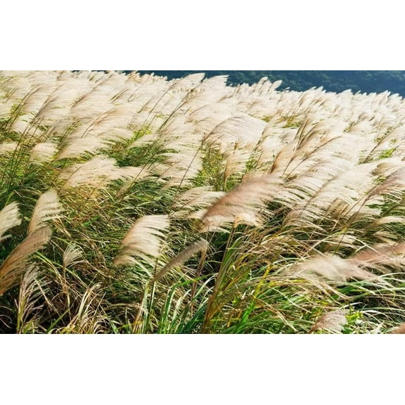 CZ Grain 200 Ornamental Chinese Silvergrass Plant Seeds