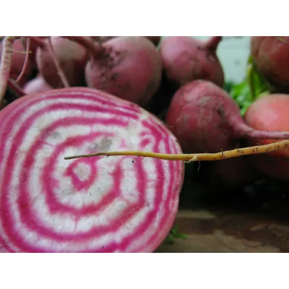 200 Chioggia Beet Seeds- Non-GMO Heirloom Beet- Sweet Variety Beet