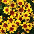 200+Coreopsis LanceLeaved Flower Seeds OIF8 for Planting Outdoor